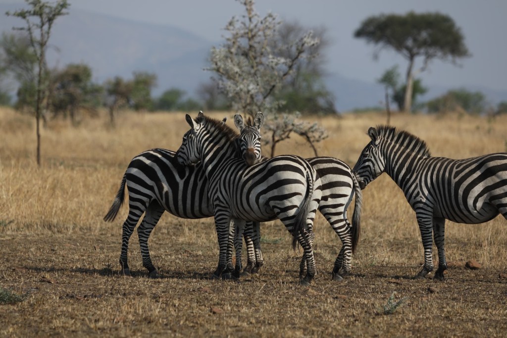 The Long Drive to the&nbsp;Serengeti